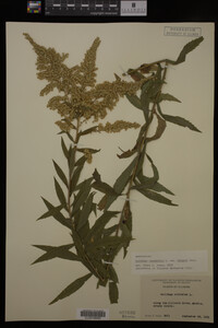 Solidago canadensis var. hargeri image