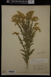 Solidago canadensis image