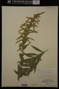 Solidago canadensis var. hargeri image