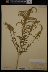 Solidago canadensis image