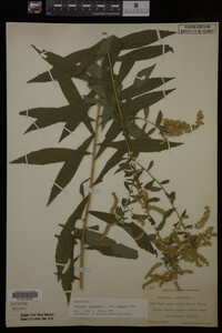 Solidago canadensis var. hargeri image