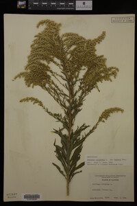 Solidago canadensis image