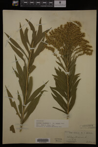 Solidago canadensis var. hargeri image
