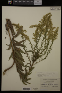Solidago canadensis image