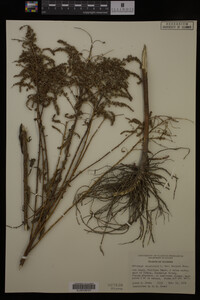 Solidago canadensis var. hargeri image