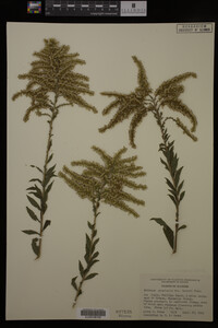 Solidago canadensis image
