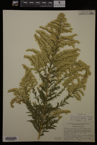Solidago canadensis var. hargeri image
