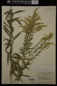 Solidago canadensis image