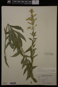 Solidago canadensis image