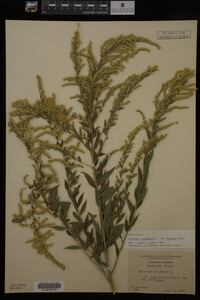 Solidago canadensis var. hargeri image