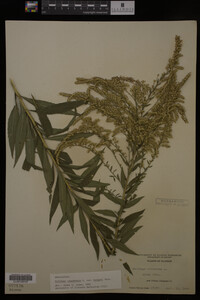 Solidago canadensis image