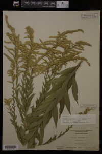 Solidago canadensis var. hargeri image