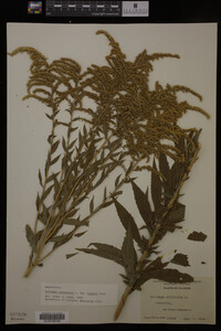 Solidago canadensis var. hargeri image