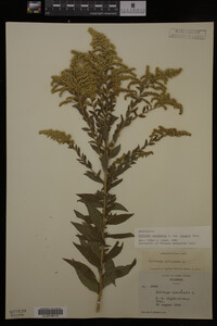 Solidago canadensis var. hargeri image