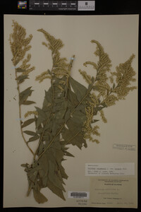 Solidago canadensis image