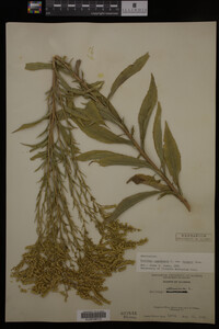 Solidago canadensis image