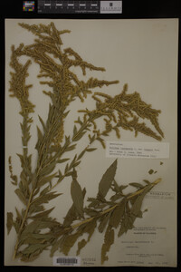 Solidago canadensis var. hargeri image