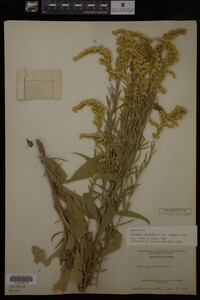 Solidago canadensis image