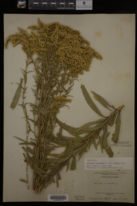 Solidago canadensis var. hargeri image