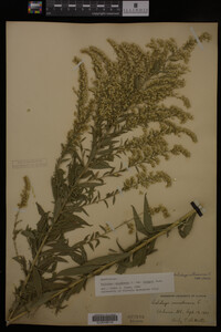 Solidago canadensis var. hargeri image