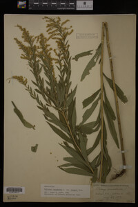 Solidago canadensis image