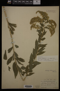 Solidago canadensis var. hargeri image