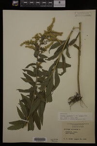 Solidago canadensis image