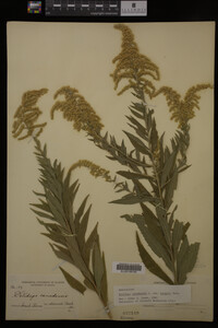 Solidago canadensis image