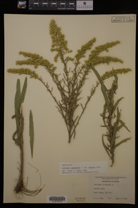 Solidago canadensis var. hargeri image