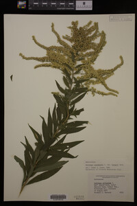 Solidago canadensis var. hargeri image