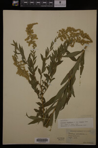 Solidago canadensis image