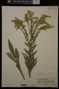 Solidago canadensis var. hargeri image