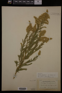 Solidago canadensis image