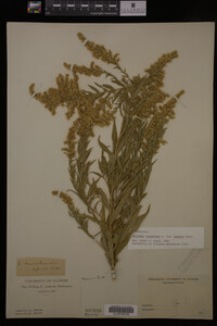 Solidago canadensis image