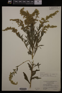 Solidago canadensis image