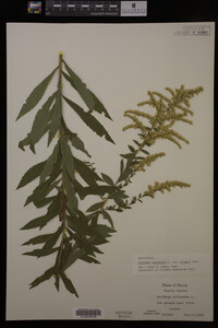 Solidago canadensis image