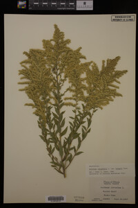 Solidago canadensis var. hargeri image