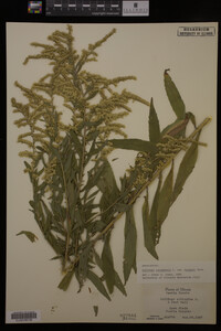 Solidago canadensis var. hargeri image