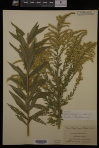 Solidago canadensis image