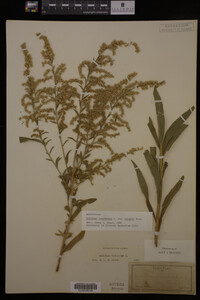 Solidago canadensis var. hargeri image