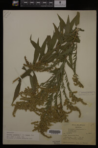 Solidago canadensis var. hargeri image
