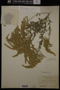 Solidago canadensis image