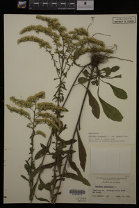 Solidago canadensis var. hargeri image