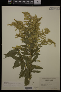 Solidago canadensis var. hargeri image