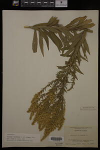 Solidago canadensis var. hargeri image