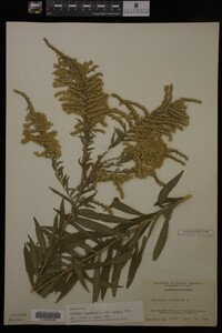 Solidago canadensis var. hargeri image