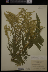 Solidago canadensis var. hargeri image