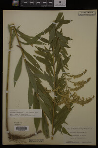Solidago canadensis image