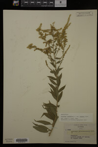 Solidago canadensis image