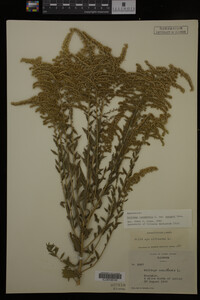 Solidago canadensis var. hargeri image